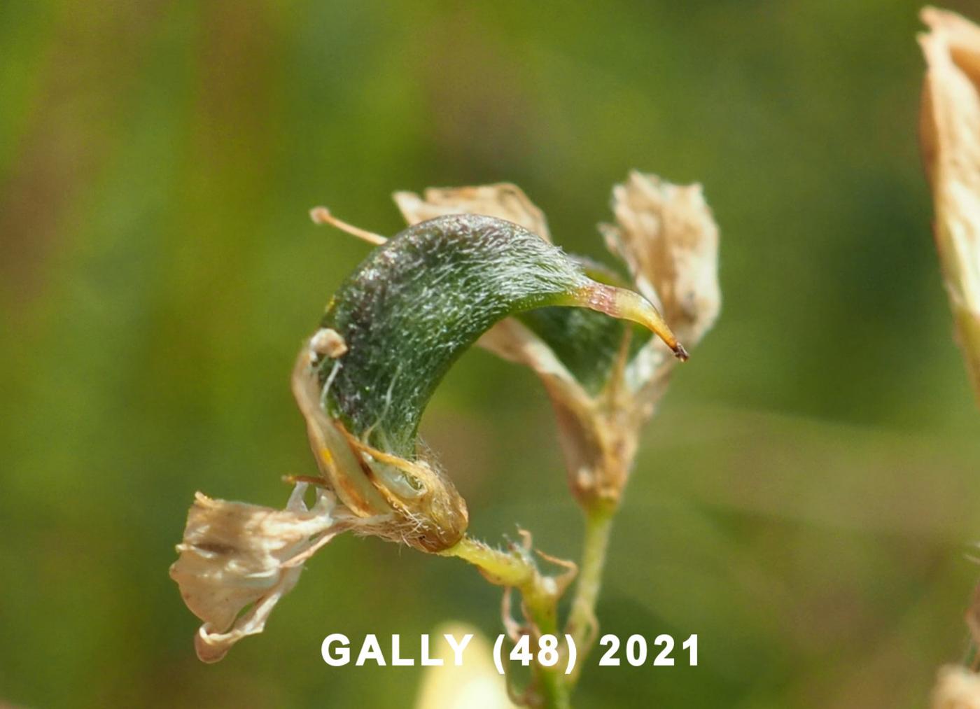 Medick, Sickle fruit